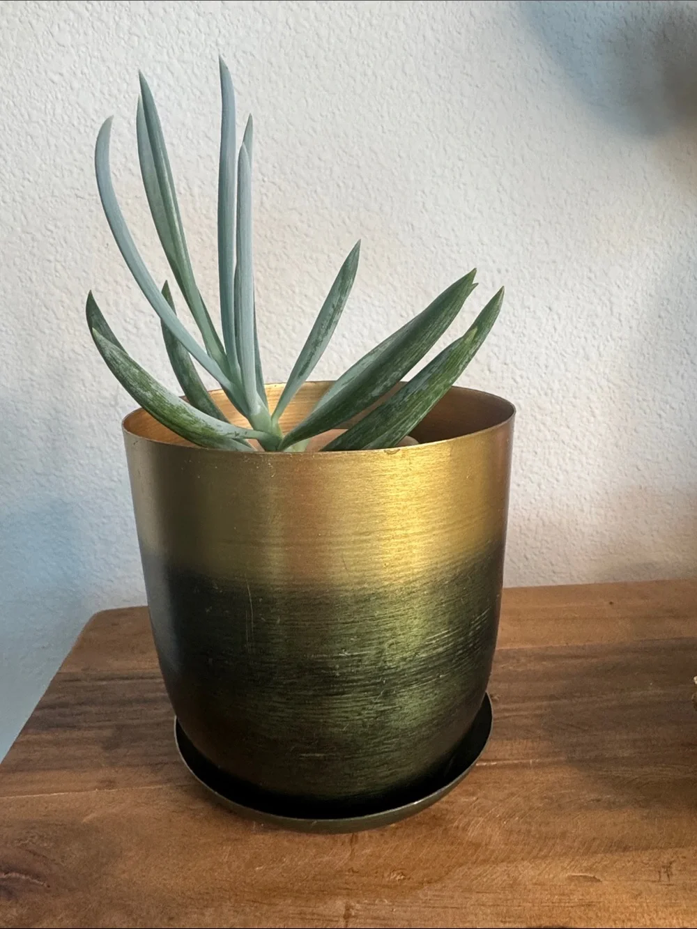 Chive — Gold and Green Ombre 5” Metal Planter